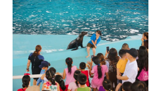Công viên biển Hà Nội biểu diễn cá heo và hải cẩu tại đây có sức chứa 2.000 chỗ ngồi